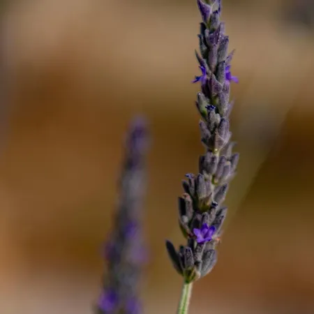 Oniro * Stavros (Ithaka)