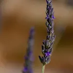 Oniro * Stavros (Ithaka)