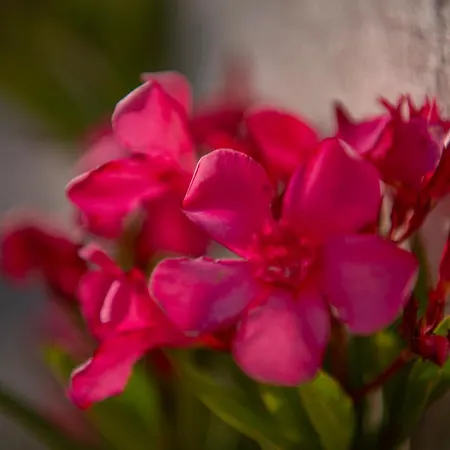 Oniro בית נופש Stavros (Ithaka)